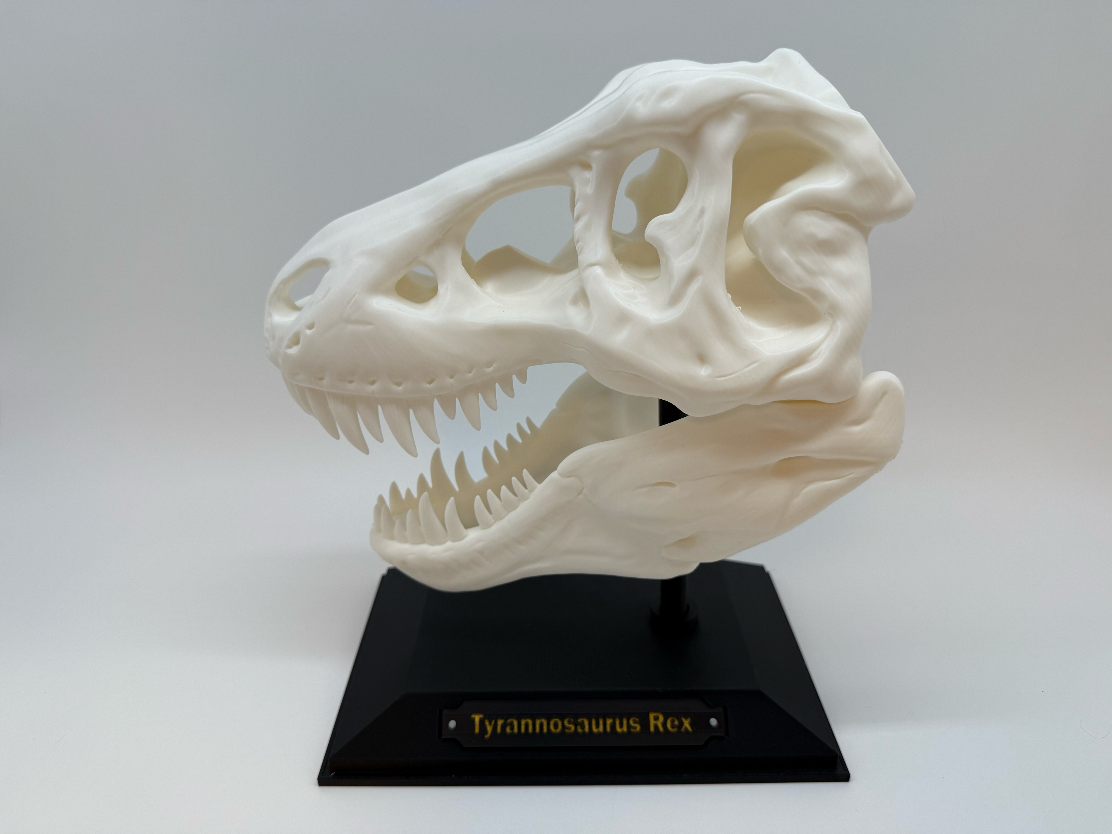 T-Rex schedel - Premium Quality