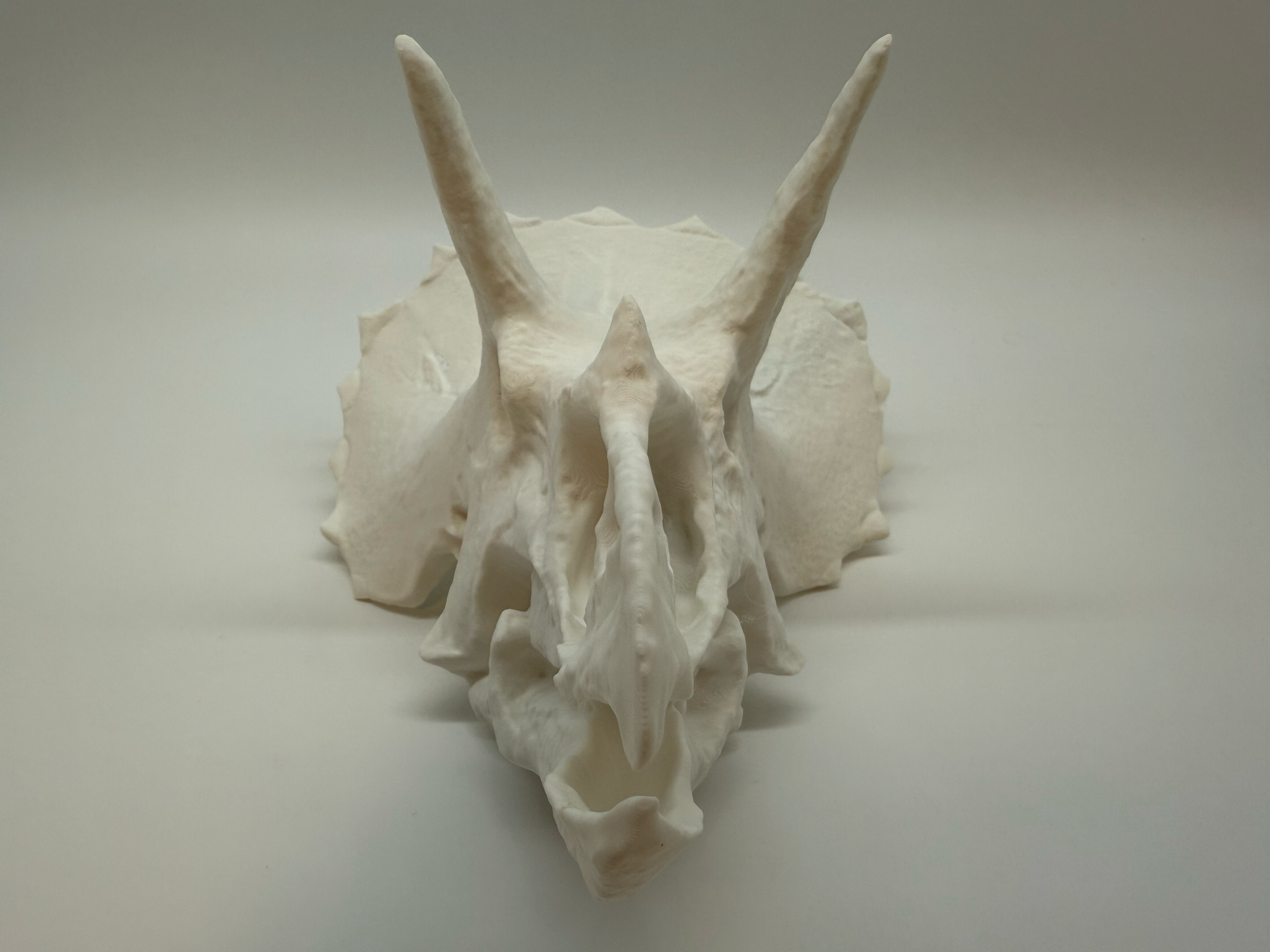 Triceratops Schedel - Premium Quality
