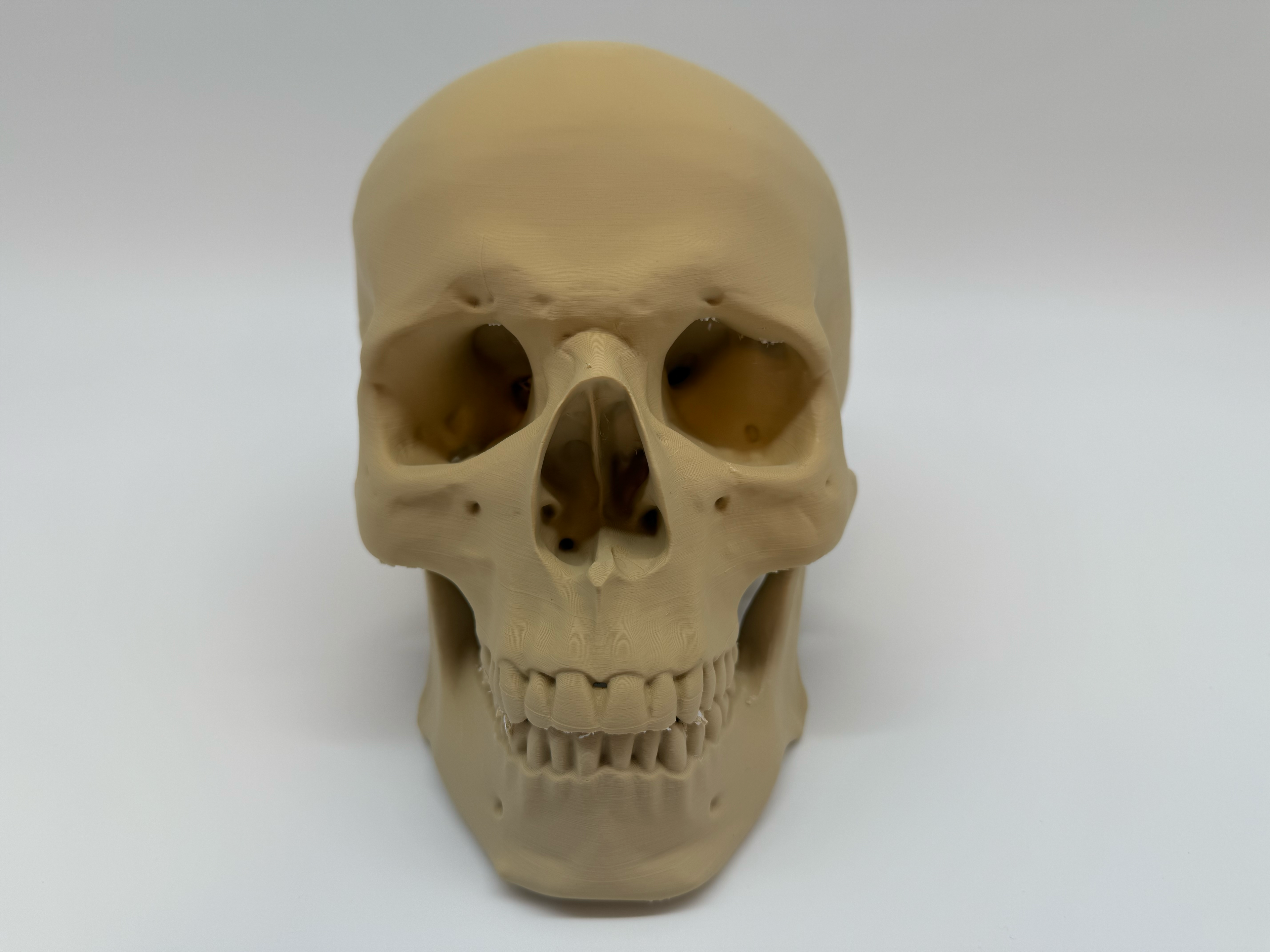 Menselijke Schedel Op Ware Grootte - Premium Quality